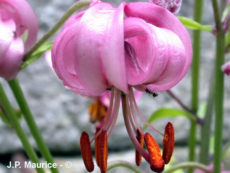 Lilium martagon (lis martagon)