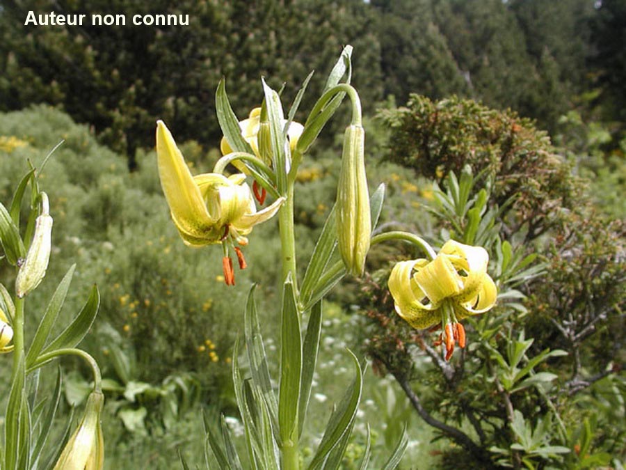 Lilium pyraneicum (lis des Pyrénées)