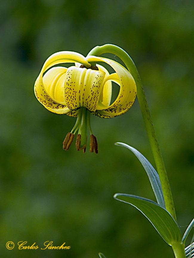 Lilium pyraneicum (lis des Pyrénées)