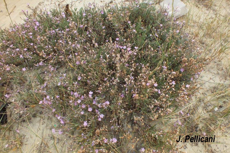 Limoniastrum monopetalum
