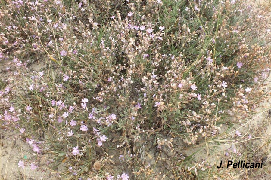 Limoniastrum monopetalum