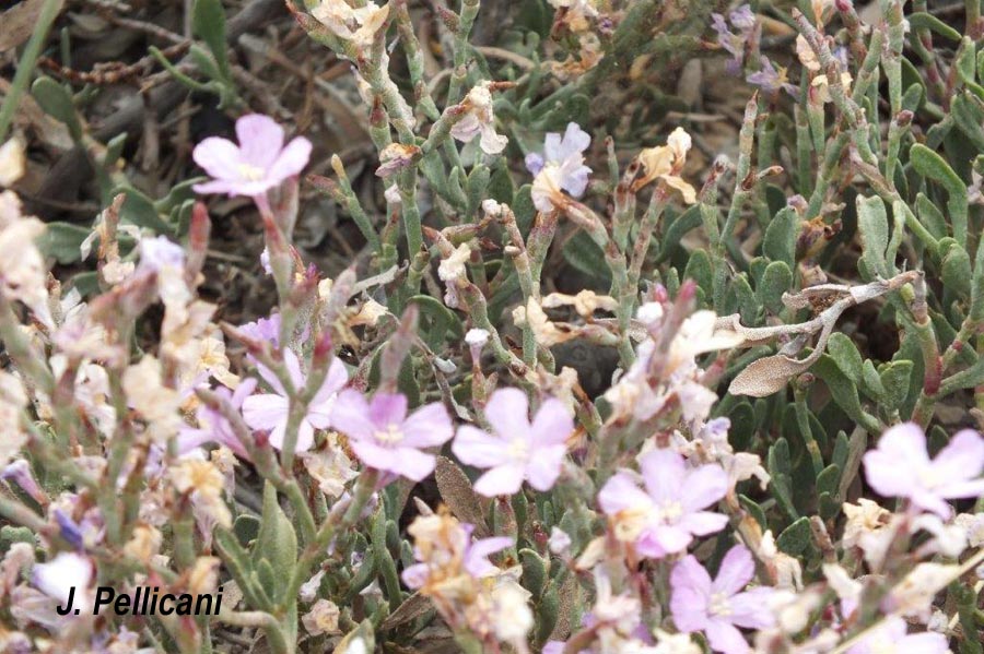 Limoniastrum monopetalum