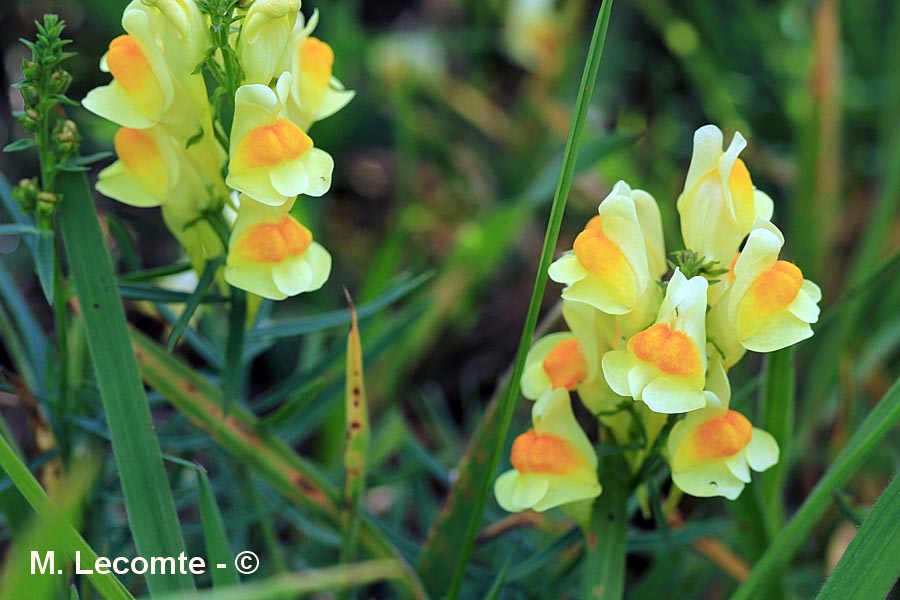 Linaria vulgaris