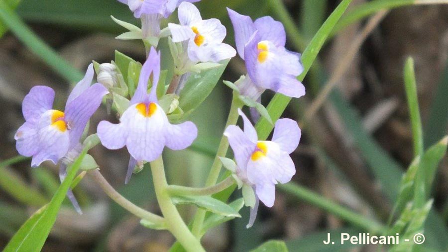 Linaria maroccana