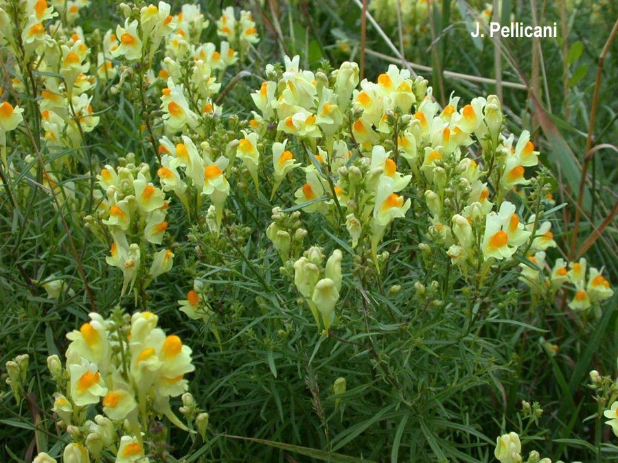 Linaria vulgaris