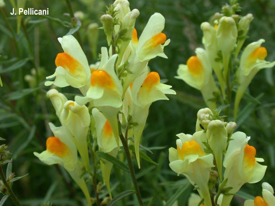 Linaria vulgaris