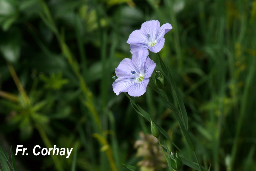 Linum bienne