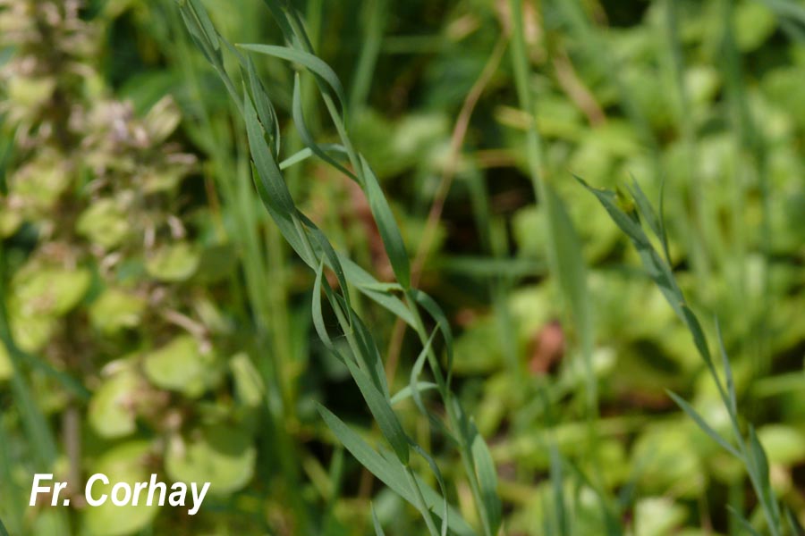 Linum bienne