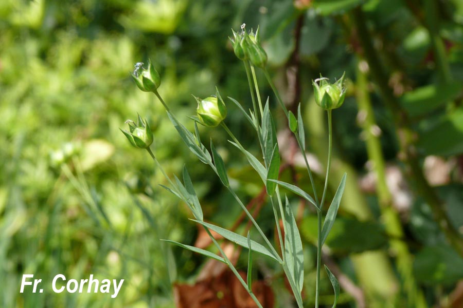 Linum bienne