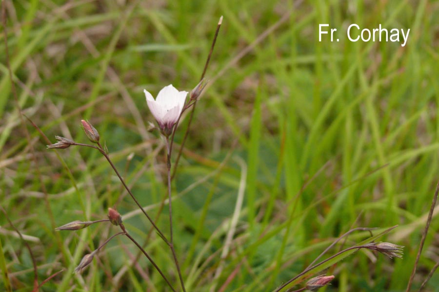 Linum tenuifolium