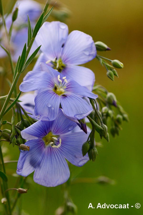 Linum usitatissimum