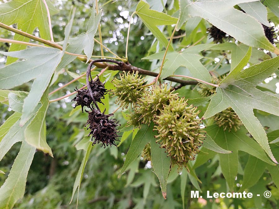 Liquidambar styraciflua