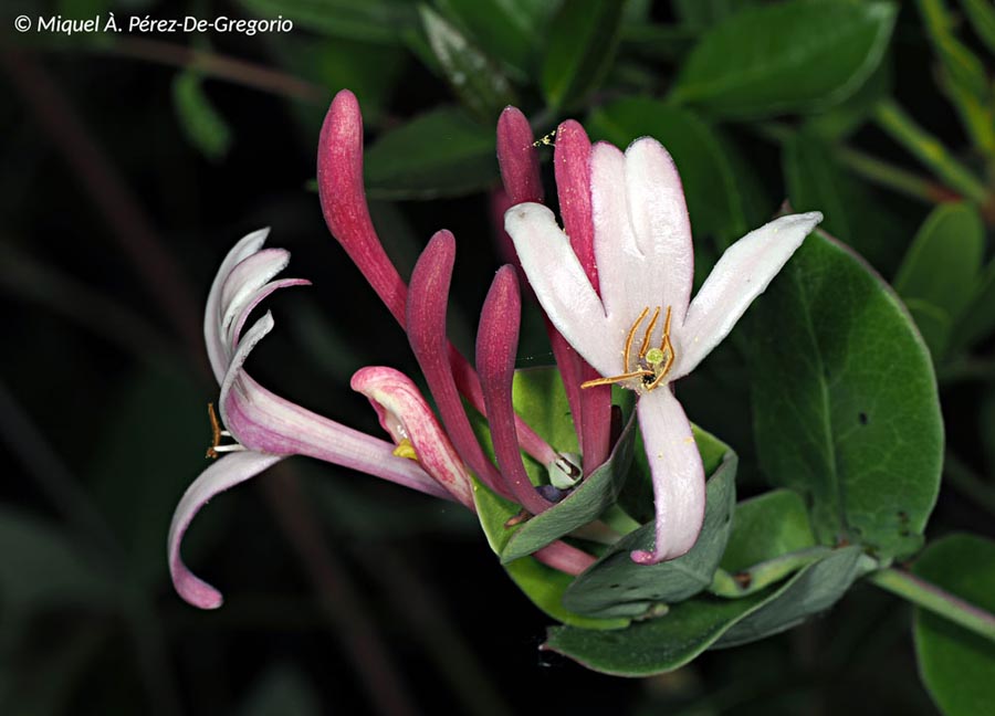 Lonicera implexa