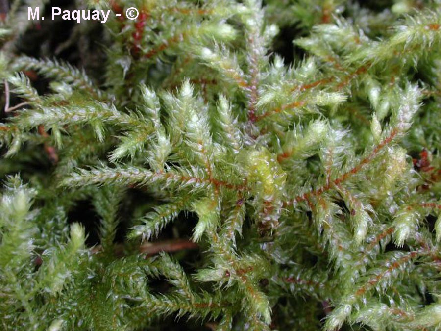 Loeskeobryum brevirostre
