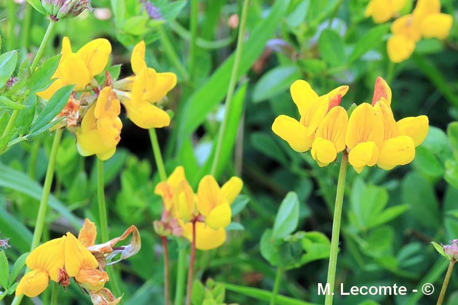 Lotus corniculatus (lotier corniculé)