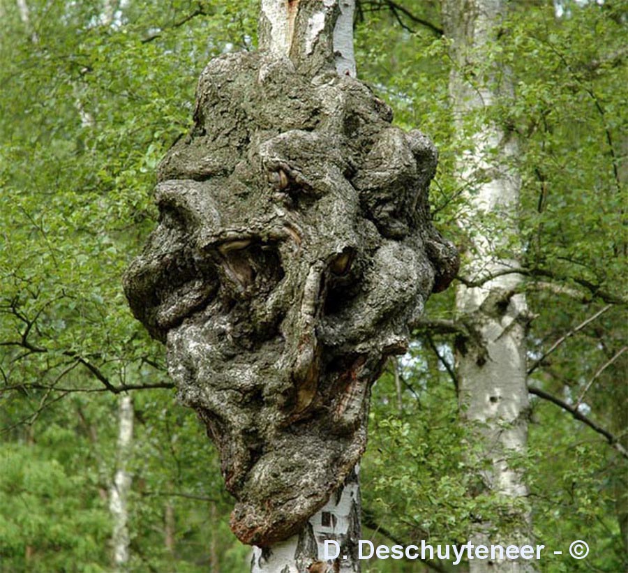 loupe sur Betula sp.