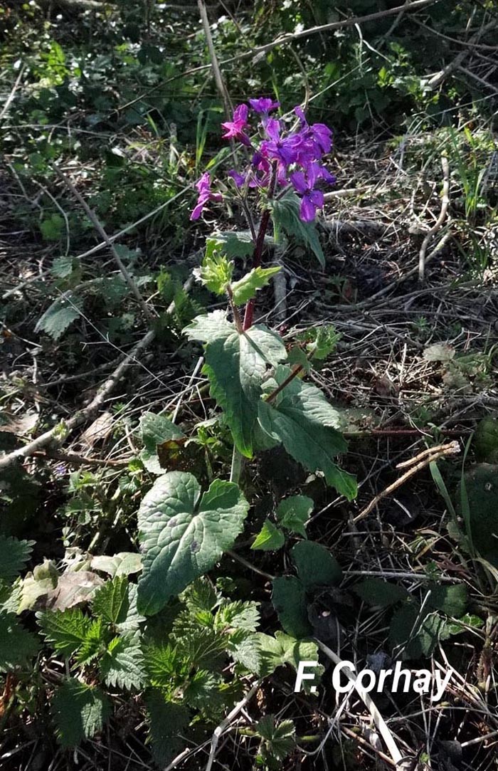 Lunaria annua