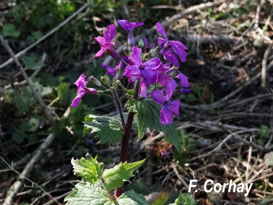 Lunaria annua