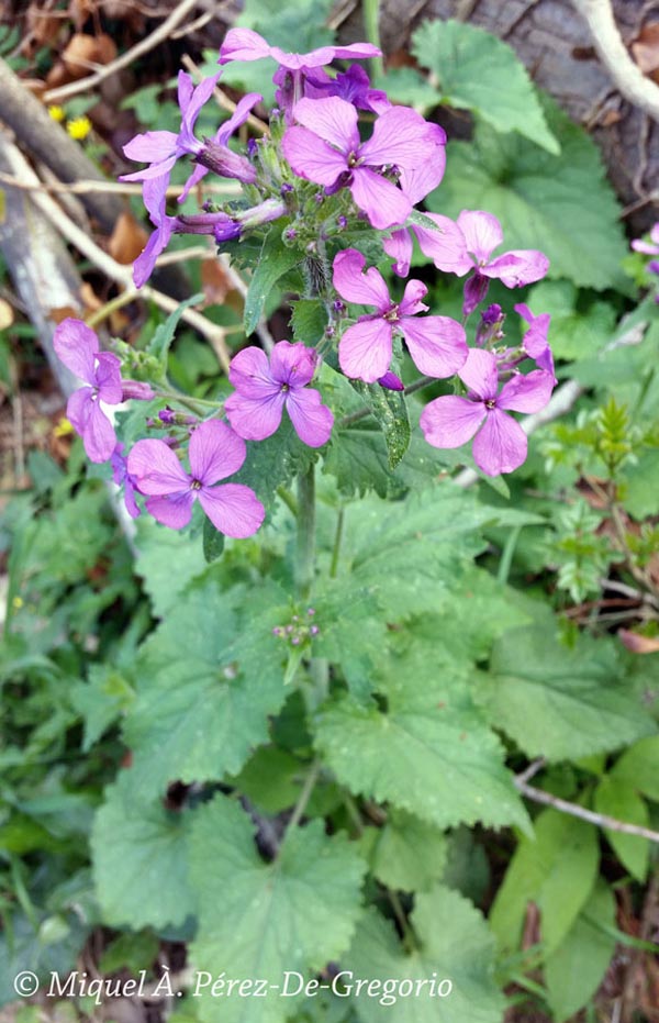 Lunaria annua