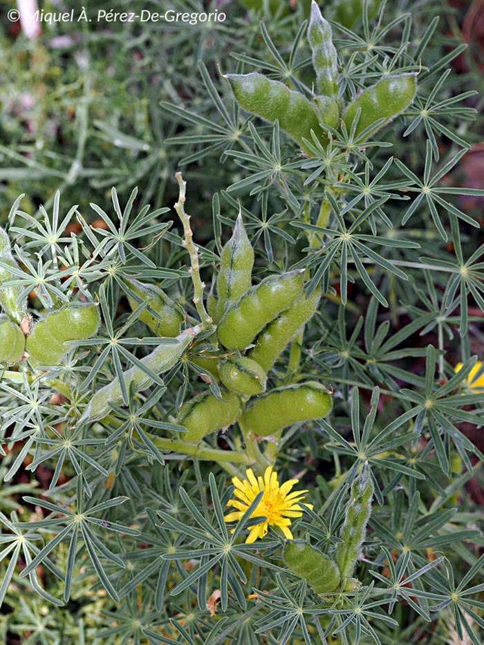 Lupinus angustifolius (lupin à feuilles étroites)