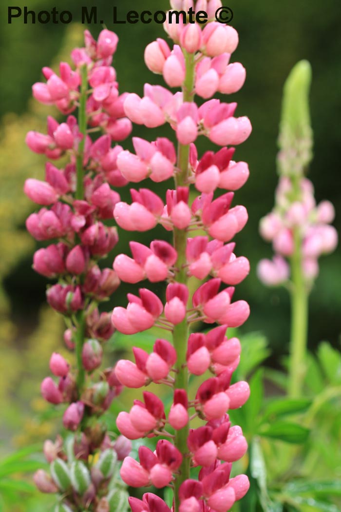 Lupinus (cultivar)