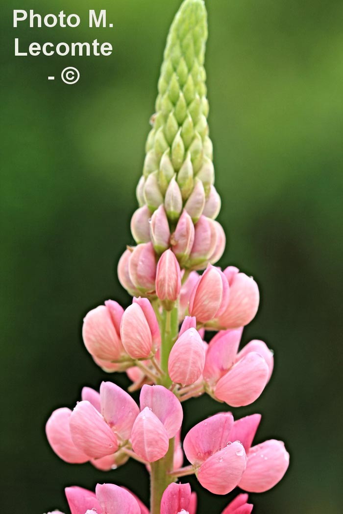 Lupinus (cultivar)