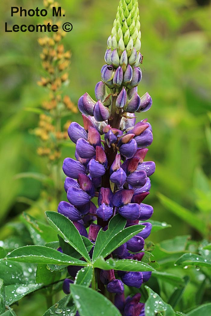 Lupinus (cultivar)