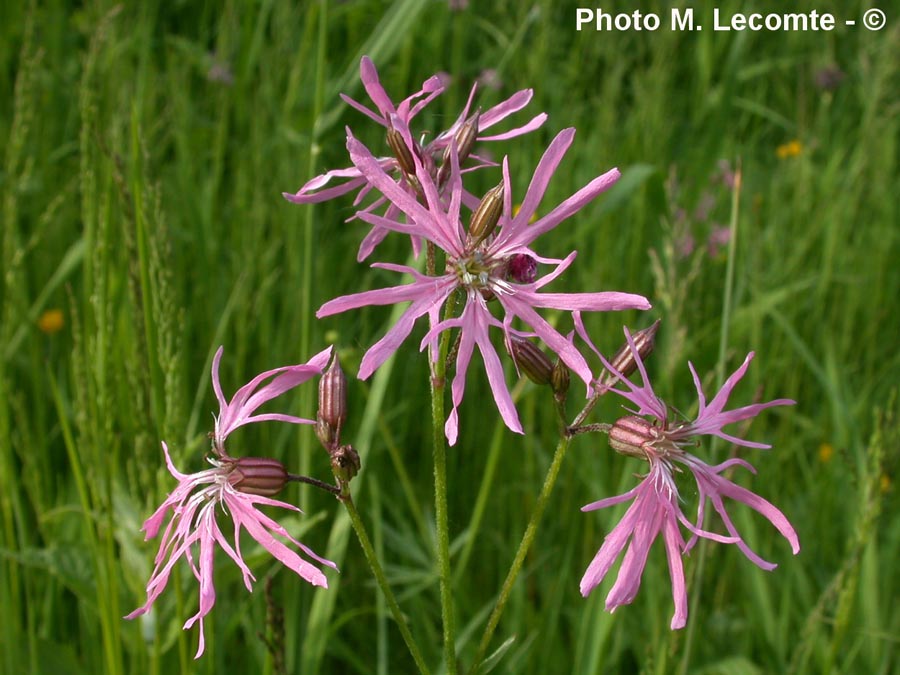 Lychnis flos-cuculi