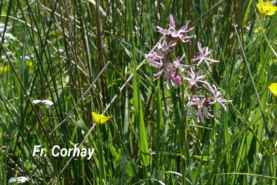 Lychnis flos-cuculi