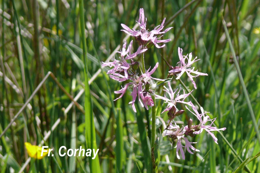 Lychnis flos-cuculi