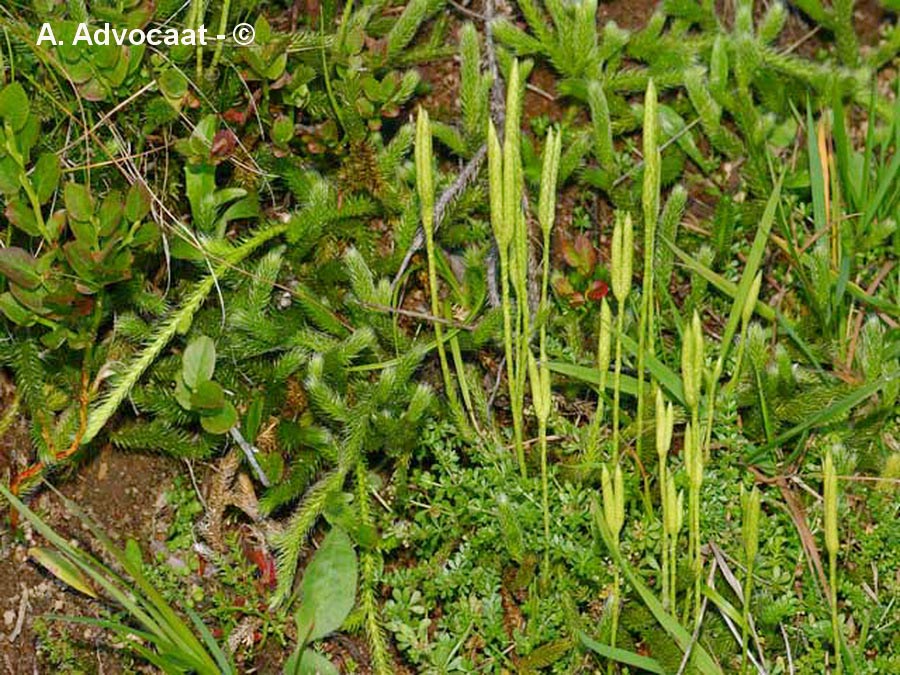 Lycopodium clavatum