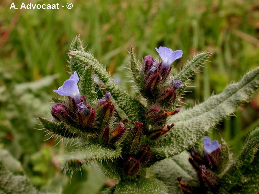 Lycopsis arvensis (buglosse des champs)