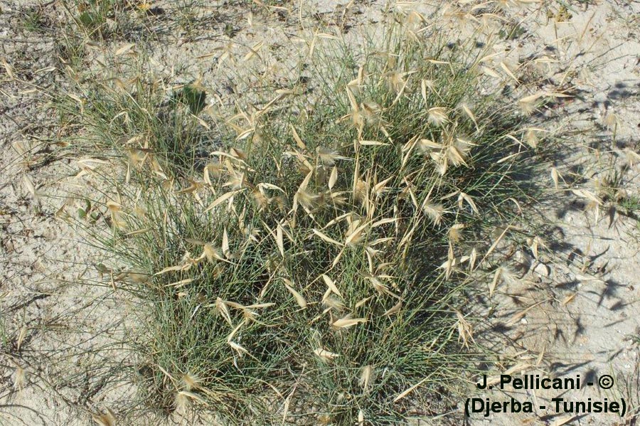 Lygeum spartum (sparte d'Espagne)