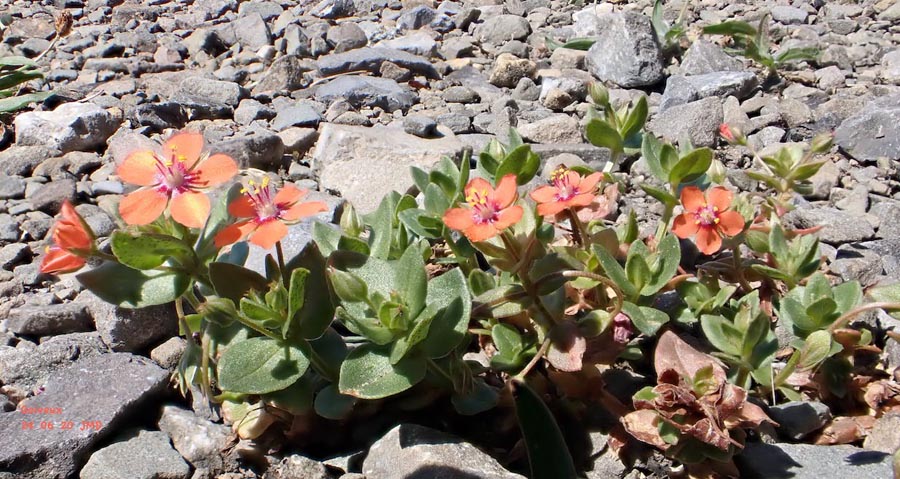 Lysimachia arvensis