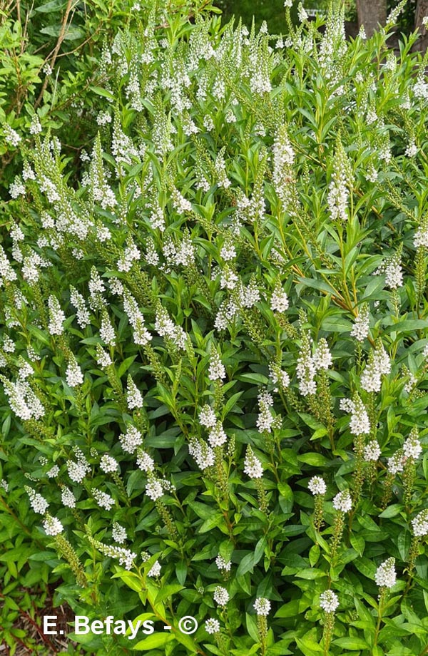 Lysimachia clethroides
