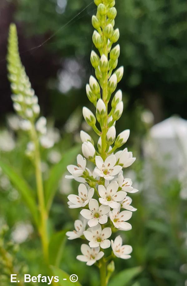 Lysimachia clethroides