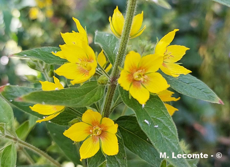 Lysimachia punctata