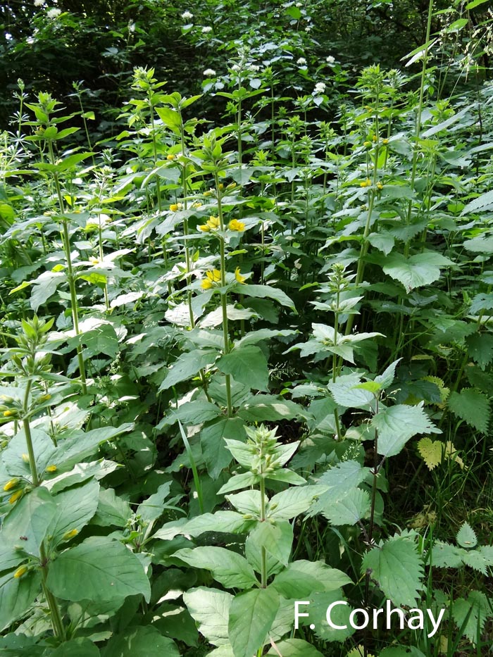 Lysimachia vulgaris