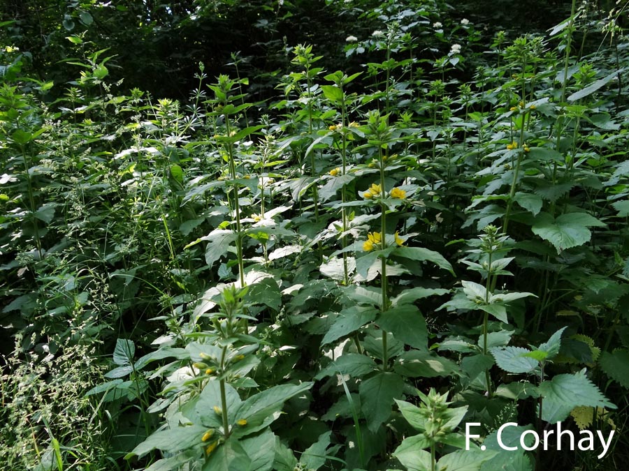 Lysimachia vulgaris