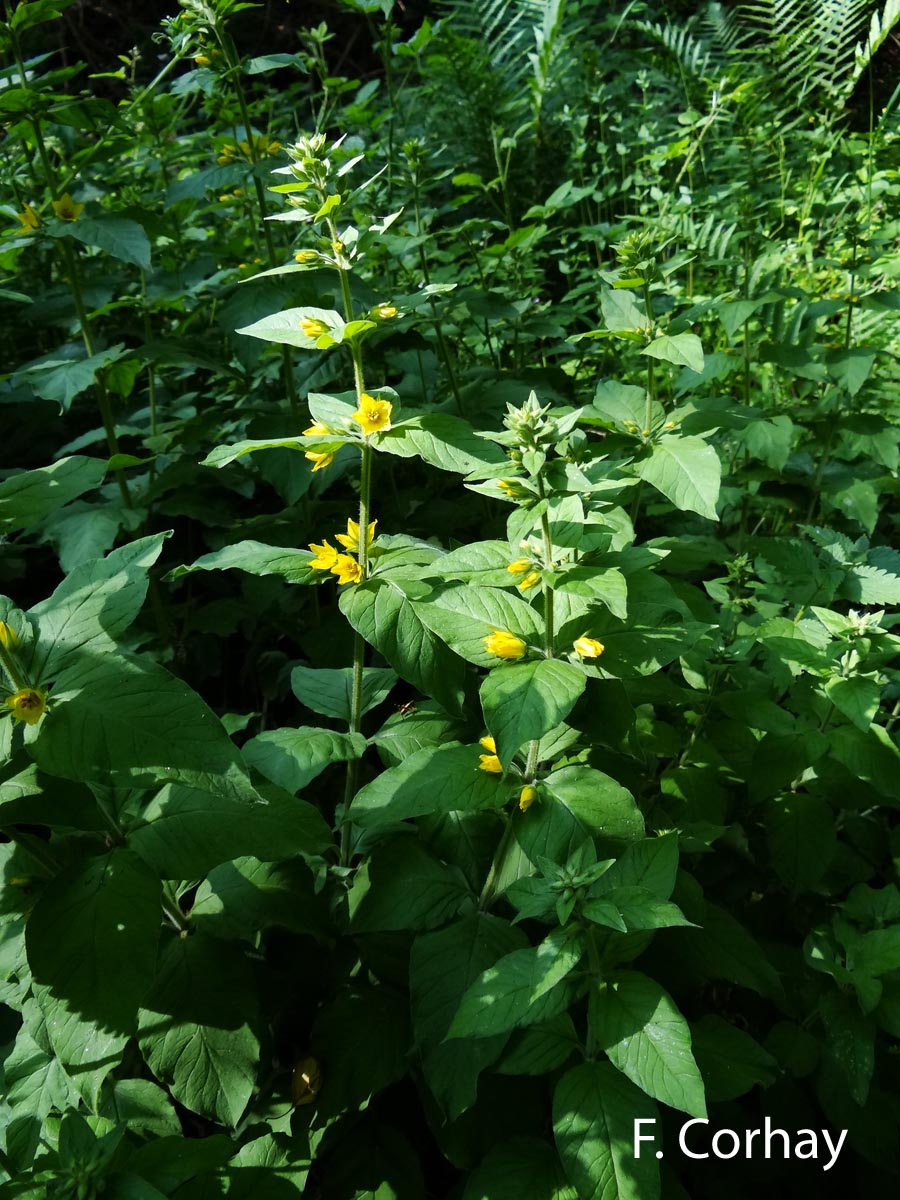 Lysimachia vulgaris