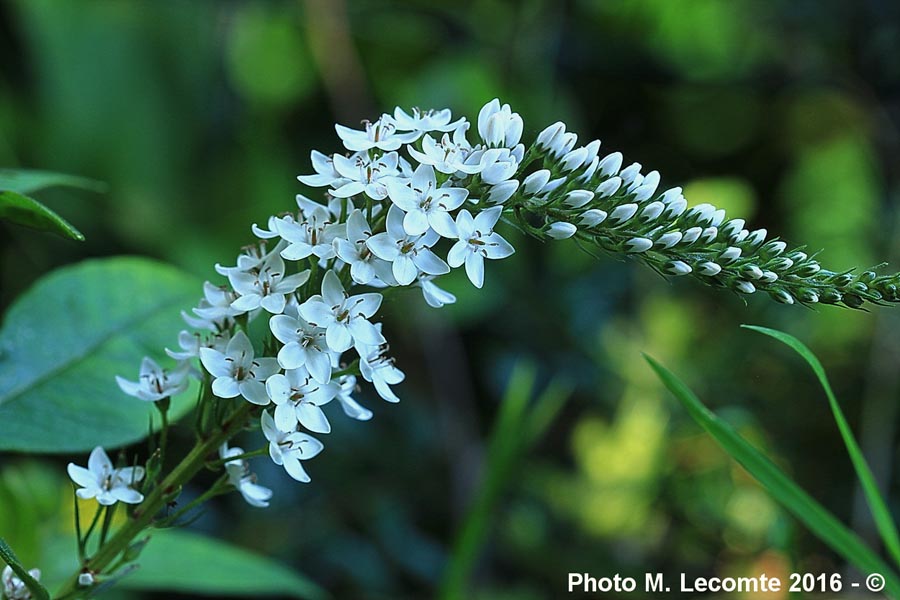 Lysimachia clethroides