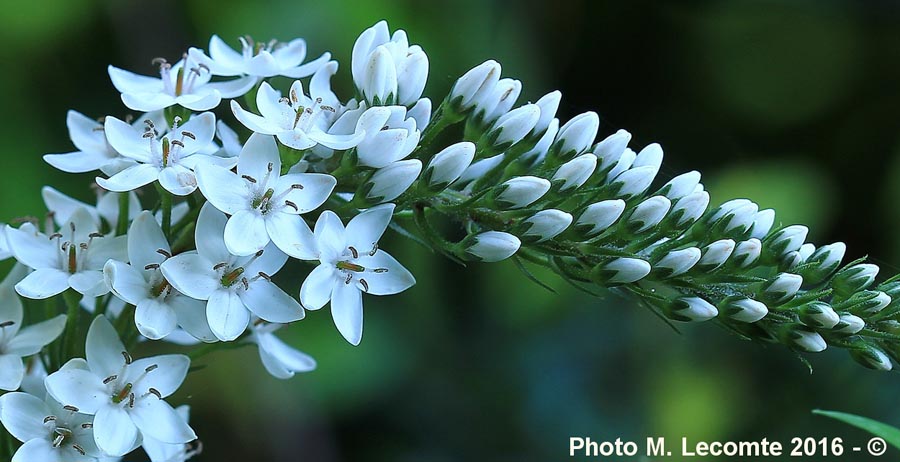 Lysimachia clethroides