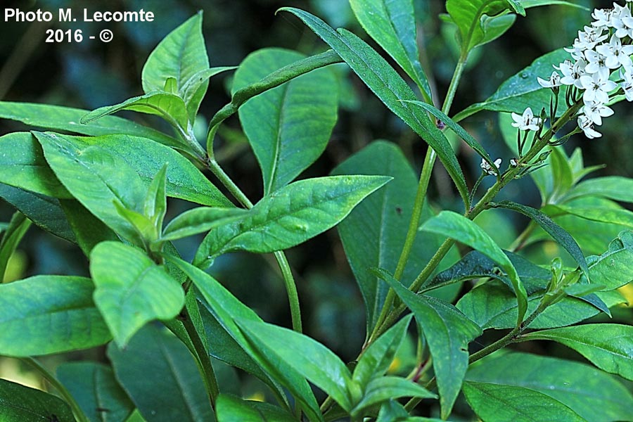 Lysimachia clethroides