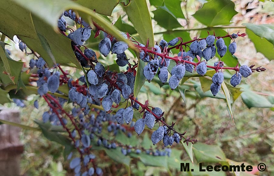 Mahonia aquifolium (Berberis aquifolium)