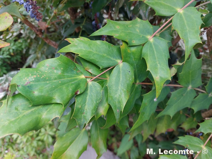 Mahonia aquifolium (Berberis aquifolium)