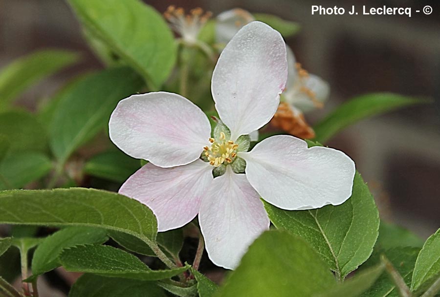 Malus sp.