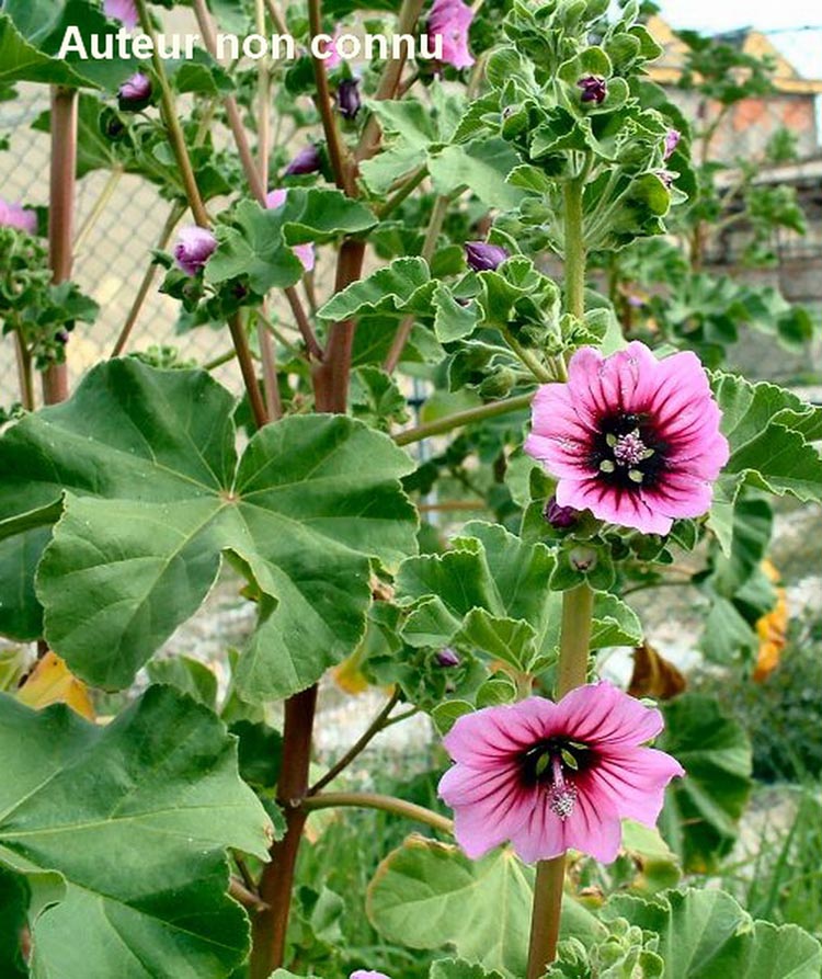 Malva arborea (mauve royale, lavatère arborescente)
