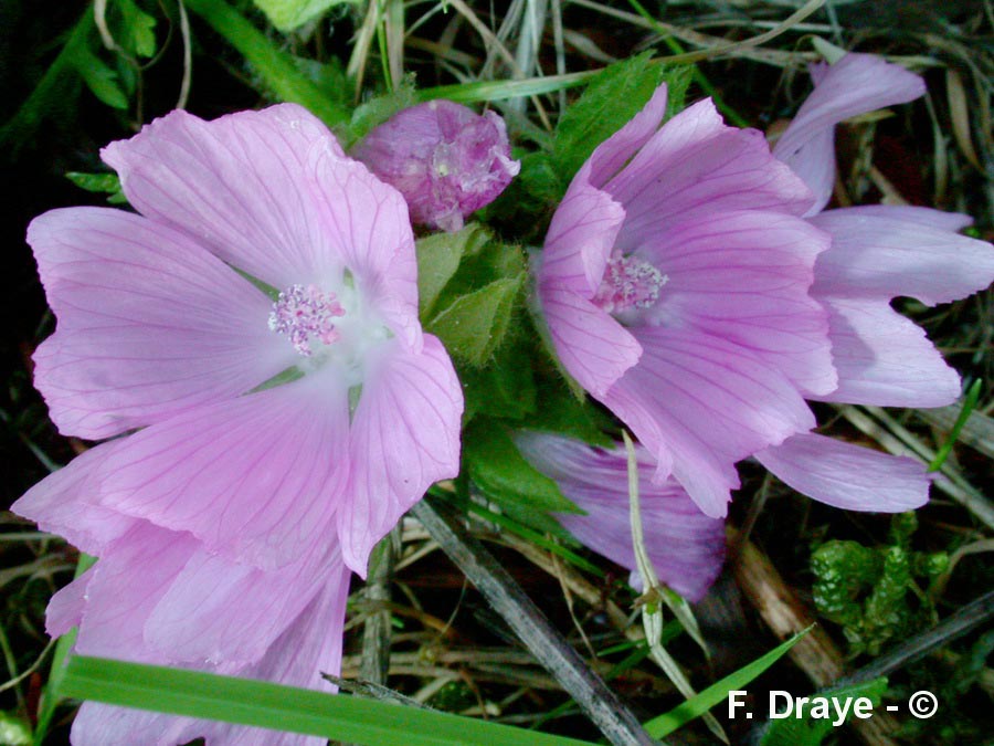 Malva moschata