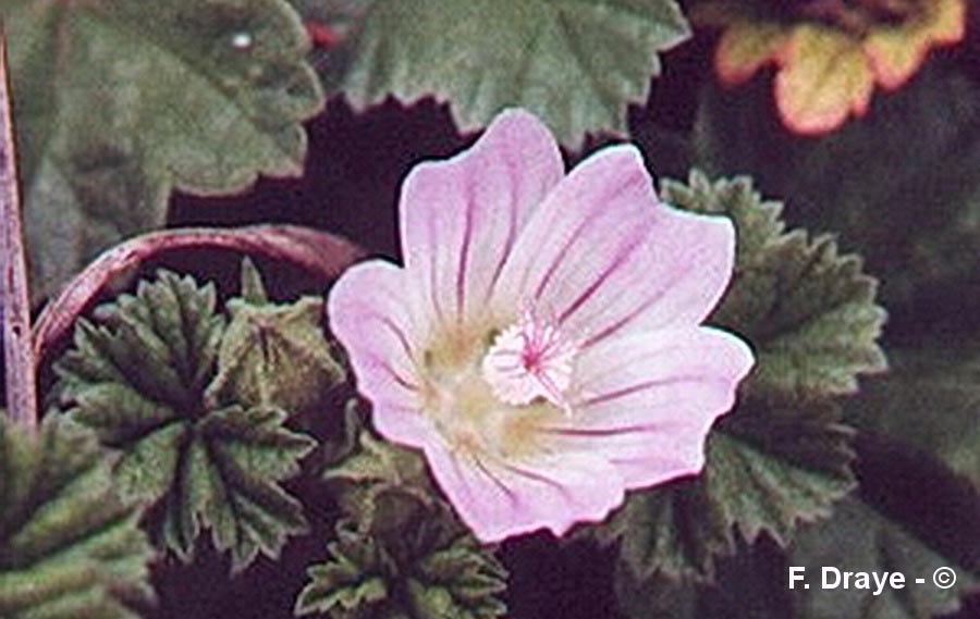 Malva neglecta (mauve commune, négligée)