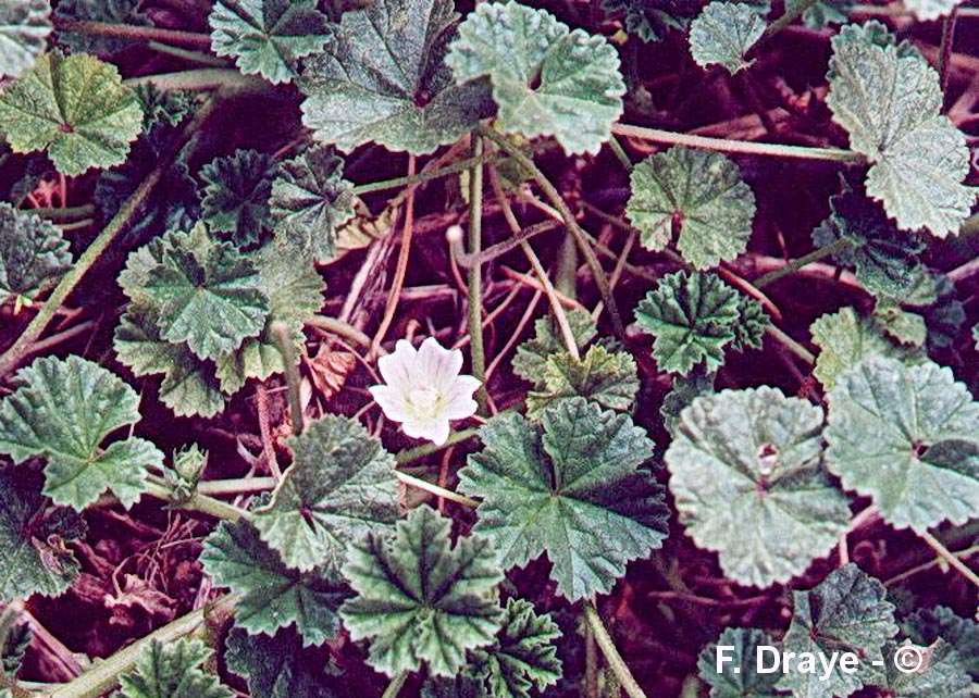 Malva neglecta (mauve commune, négligée)